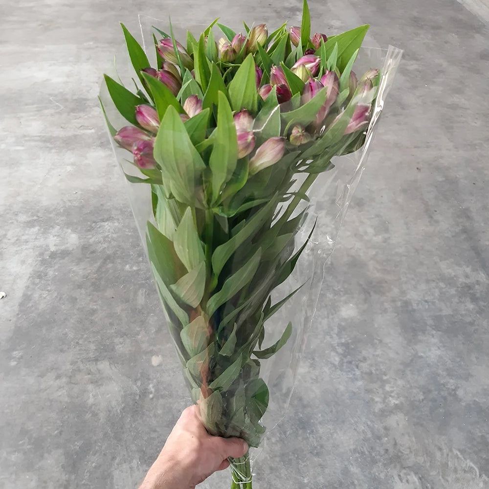 Alstroemeria 20