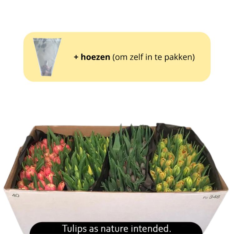 Tulpen 20