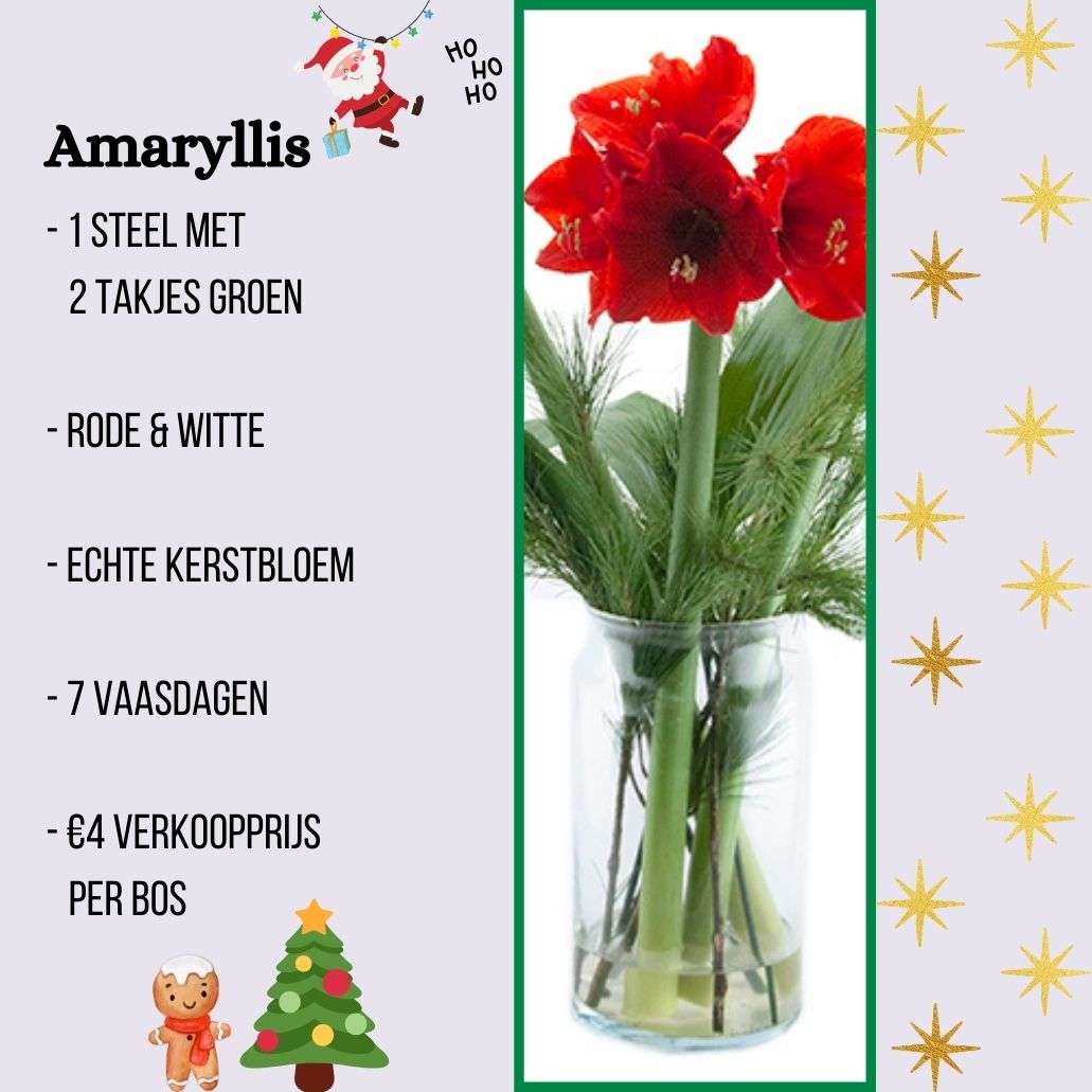 Amaryllis 30