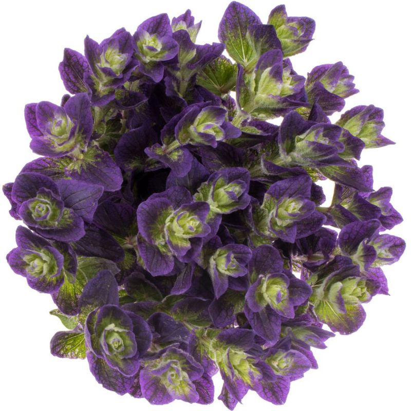 Salvia Blue 10