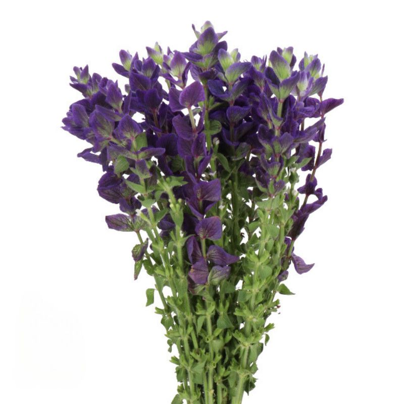 Salvia Blue 20